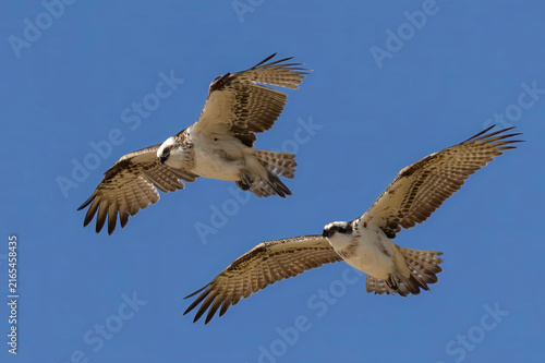 Australian Eastern Osprey's in flight