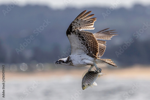 Australian Eastern Osprey with Luderick fish