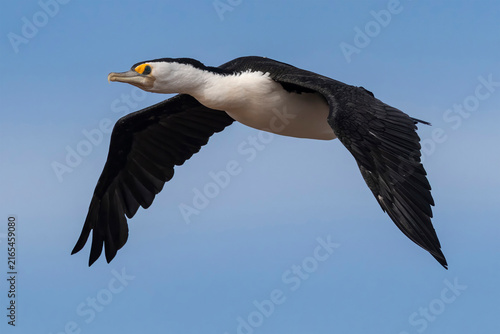 Australian Pied Cormorant in flight