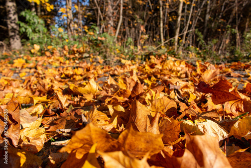 Cuadro en lienzo Herbststimmung