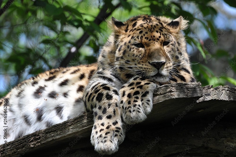 Fototapeta premium Leopard im Leipziger Zoo