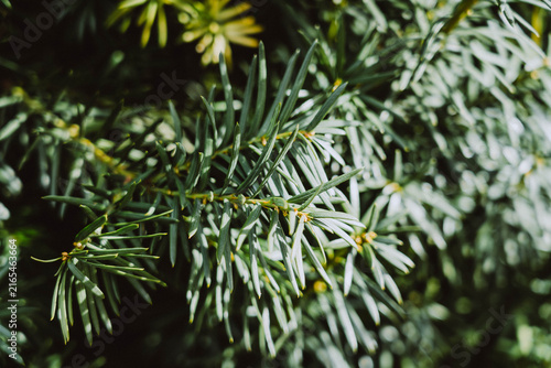 Quadro su tela Green yew tree branch with needles texture background