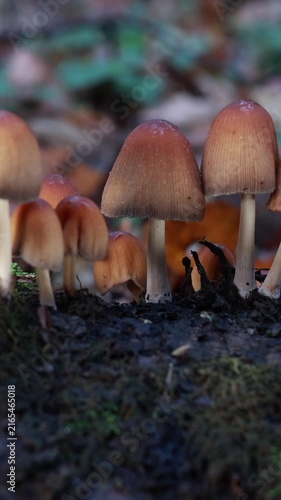 Slider shot of glistening inkcap mushrooms growing on moss covered log in autumn forest. Vertical