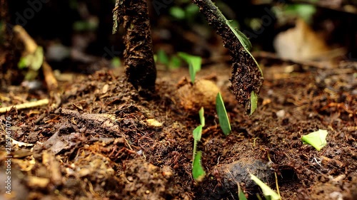 Leafcutter ants meticulously carry green foliage across forest floor