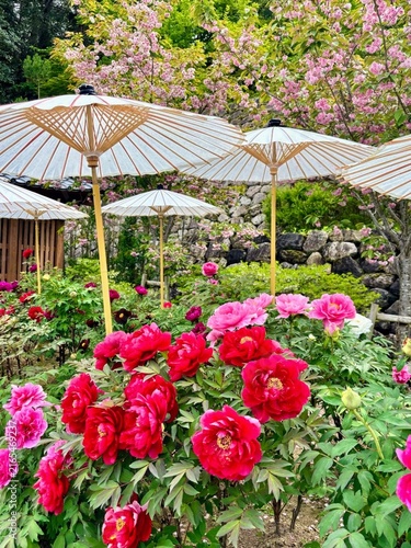 Konstfotografi 日本庭園で和傘に守られて美しく咲き誇る満開の大輪の牡丹の花