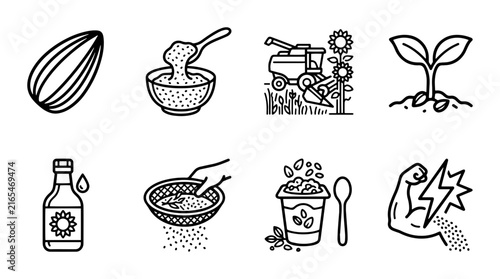 Sunflower Seed Icons: From Harvest to Health, Oil, and Sprouts