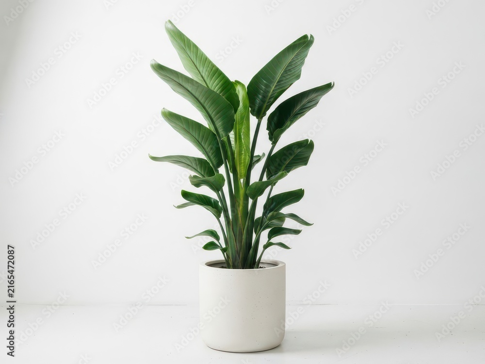 Fototapeta premium Large bird of paradise plant in a white pot isolated on white background