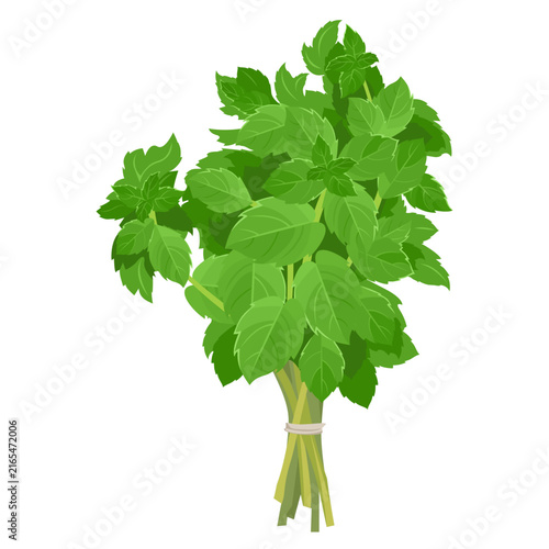 Fresh green mint bunch, isolated vector illustration. Herb design element.