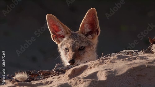 Curious black-backed jackal peeking over sandy terrain in natural light