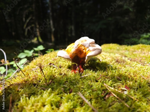 Bild auf Leinwand Ganoderma carnosum_Bracket fungus_Fleshy bracket on a a fir tree stump with moss