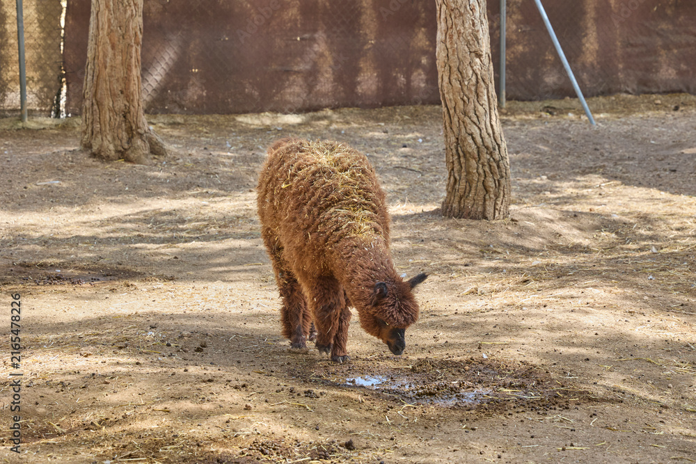 Naklejka premium Brown alpaca grazing in rural farm enclosure.