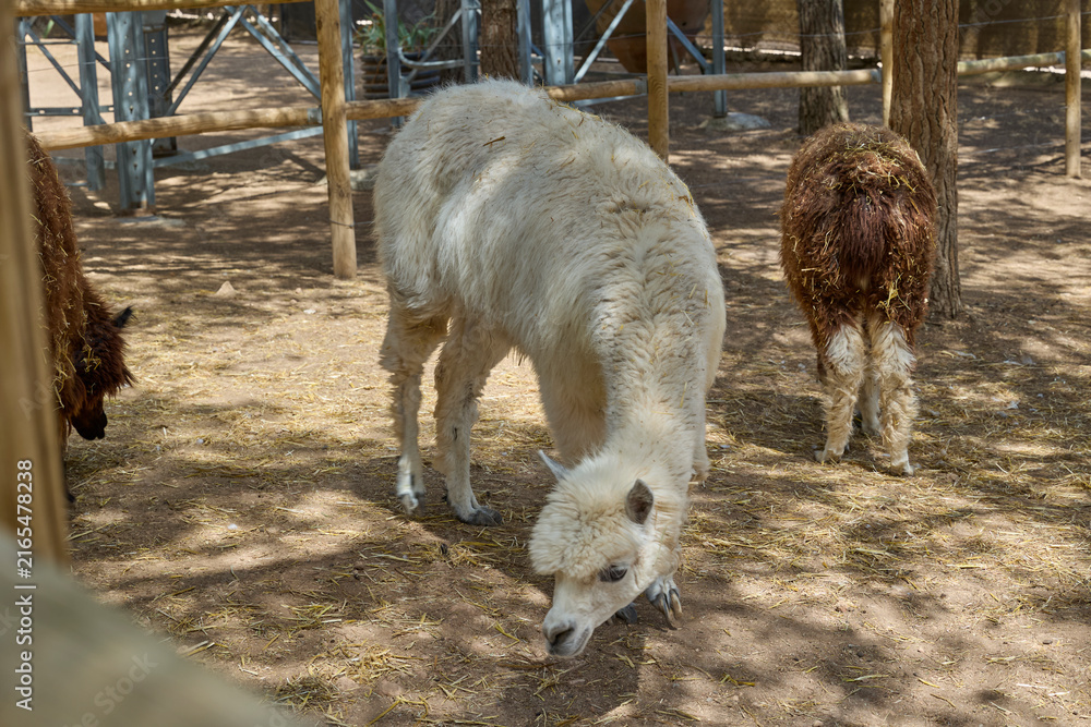Naklejka premium White and brown alpacas grazing together in farm enclosure.