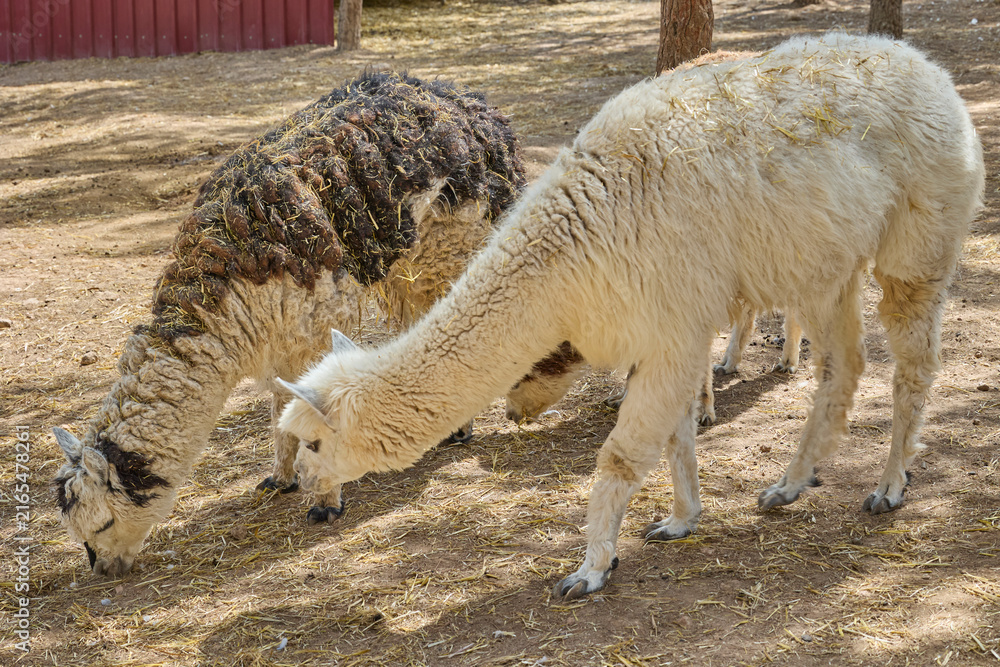 Naklejka premium Two alpacas grazing peacefully in sunny rural enclosure.