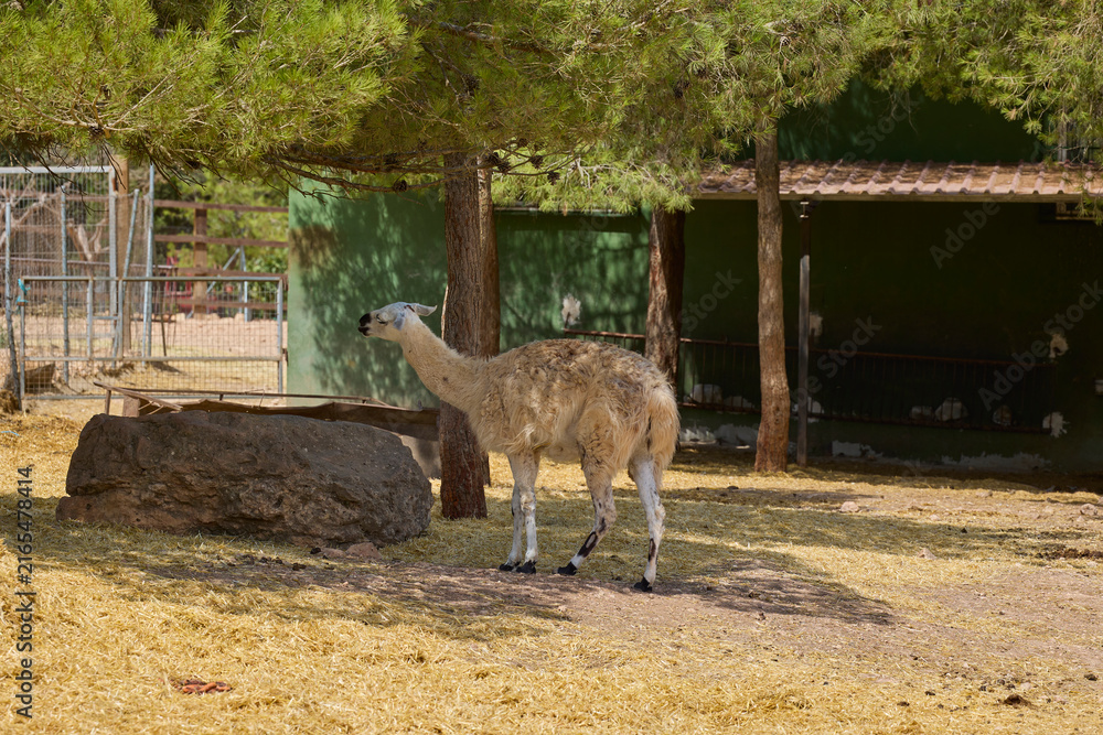 Naklejka premium White llama standing beneath tree in shaded enclosure.