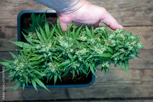 mature cannabis plant before harvest