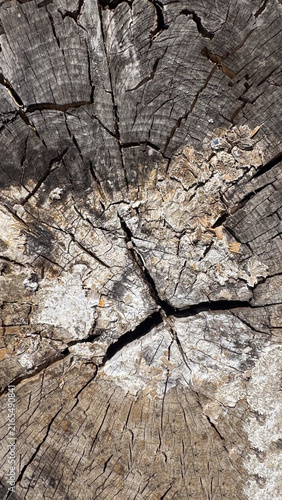 Close-up of cracked tree stump texture