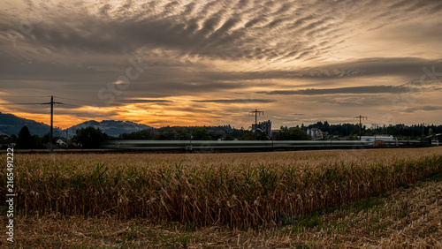 Fotografía Ein dürres Maisfeld in der Abendsonne
