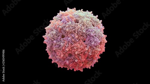 3D structure cryo-EM ms2 bacteriophage capsid protein RNA complex icosahedral VLP replication-defective and non-pathogenic to humans primarily mRNA siRNA, drug delivery systems seamless loop animation