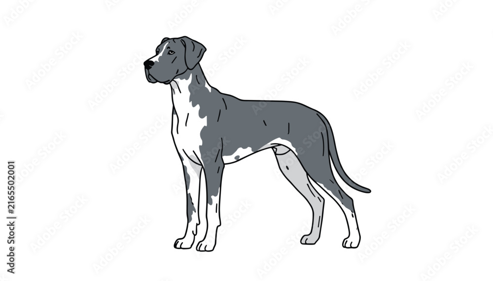 Fototapeta premium Hand drawn illustration of a majestic Great Dane dog standing proudly with a grey and white spotted coat.