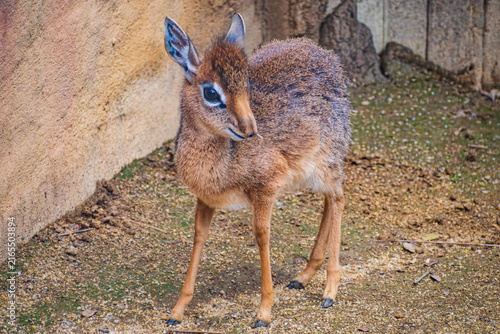 Fotografía Kirk's dik-dik (Madoqua kirkii)
