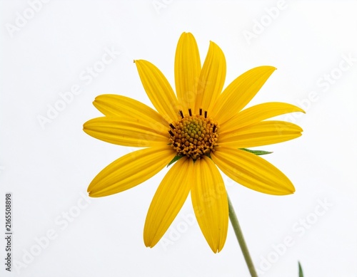 yellow daisy flower
