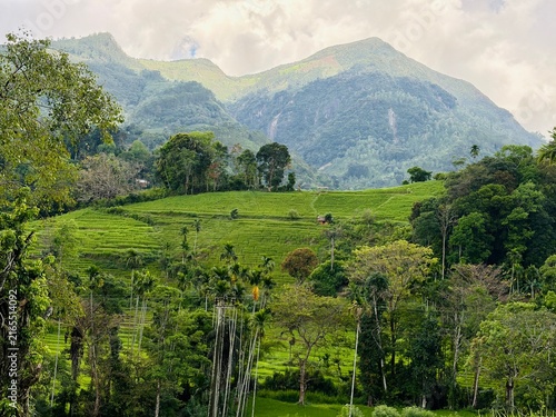 Green Terraced Agricultural Fields with Mountain Range in Sri Lanka