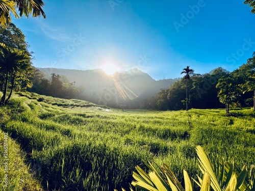 Sunrise Over Lush Green Rice Paddy Fields and Mountains in Sri Lanka
