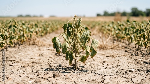 Drought-Stricken Plant: A lone plant with wilted leaves stands in cracked, dry earth, representing the harsh reality of drought and its impact on agriculture.