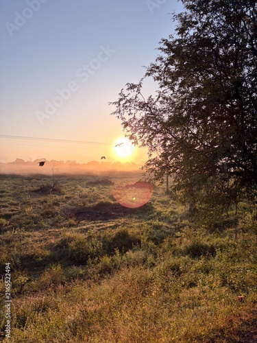 Peaceful morning sunrise over a misty grass field with birds flying and a tree silhouette. Warm golden light and lens flare in rural landscape