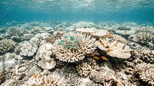 Underwater Coral Reef Ecosystem: A vibrant coral reef teeming with small fish in clear blue ocean water, showcasing the beauty and biodiversity of marine life.