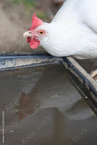 Canvas Print A white hen with a red comb leans down to drink from a water trough, her reflection visible in the murky water, showcasing farm life