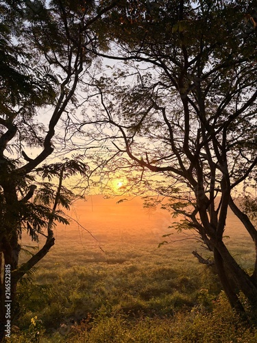 Sunrise Through Trees Over Misty Golden Field Landscape