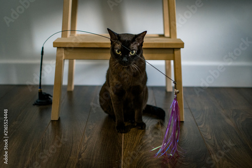 A graceful Burmese shorthair (or similar breed) with sleek, dark-brown fur and expressive greenish-yellow eyes. The cat sits on a dark wooden floor directly in front of a small wooden step stool.