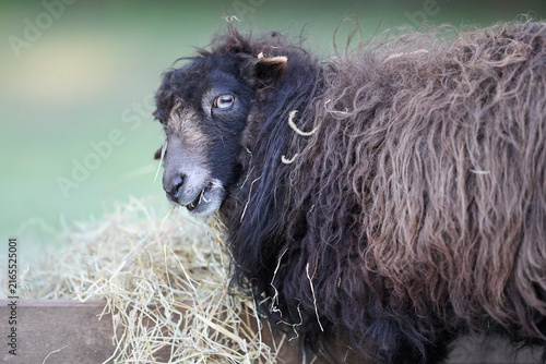 Obraz na plátne A shaggy ouessant sheep with striking blue eyes chews hay from a feeder, gazing curiously at the viewer against a soft green background
