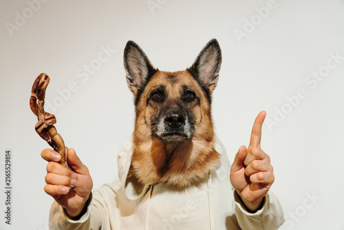 Fotografie German Shepherd in a hoodie holds a dried bull pizzle and raises one finger