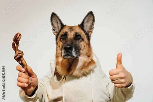 Obraz na plátně German Shepherd in a hoodie holds a dried bull pizzle and gives a thumbs up