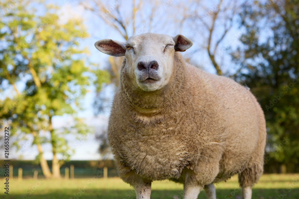Obraz premium Content sheep with closed eyes enjoying a sunny day in a lush green pasture. A tranquil scene of rural life and nature.