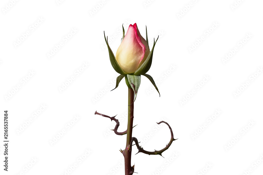 Fototapeta premium Delicate pink rosebud on slender stem
