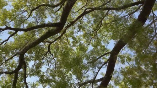 a high quality stock video about Tree branches moving