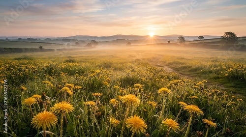 Dandelions