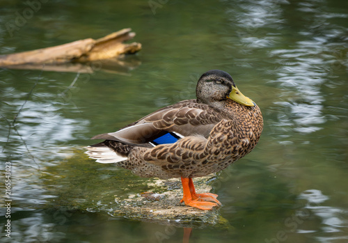 Fotografie Mallard ducks  on the pond in Forest park St Louis, Mo