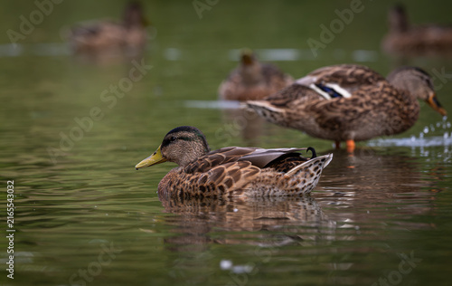 Fotografie Mallard ducks  on the pond in Forest park St Louis, Mo