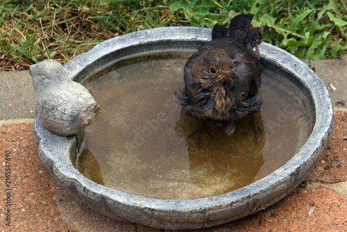 bathing blackbird