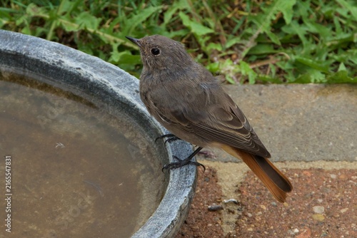 closeup of a common redstart