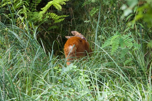closeup of a deer