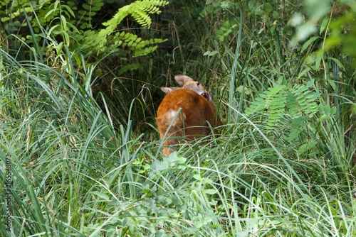 closeup of a deer