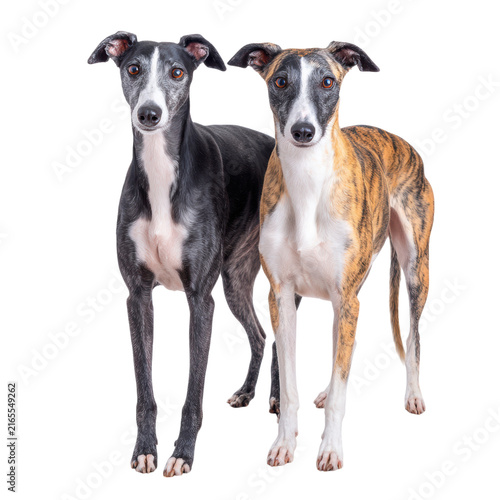 Two slender, smooth-coated Italian Greyhounds stand side by side against a white background.