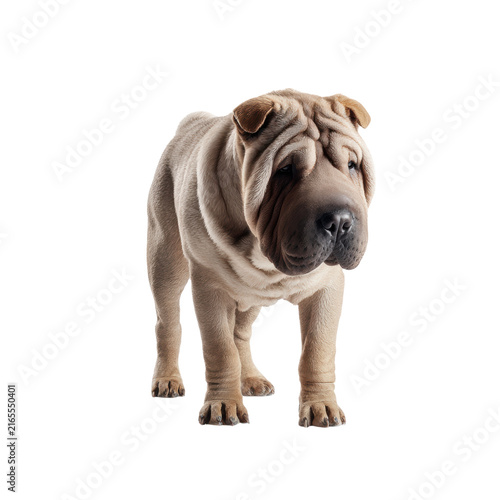 A wrinkled, light brown Shar-Pei dog standing against a white background.