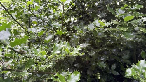 Green holly leaves with sharp spines and glossy surface, at daylight 
