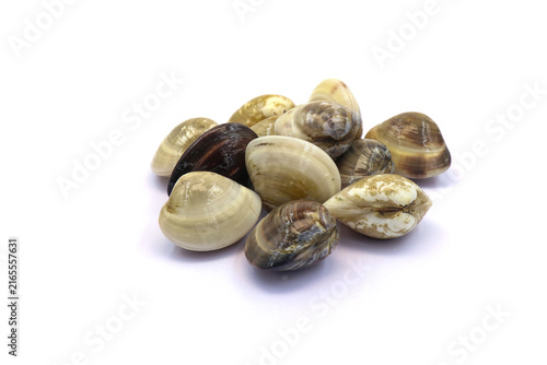 Photography Closed up fresh baby clams
